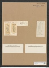 Mastogloia elegans Lewis (de-Toni-Nr.: Genus 26, Species 1257) Zeichnungen Sammlung Grunow Nr. 2414 (NHMW-BOT-W0369568)